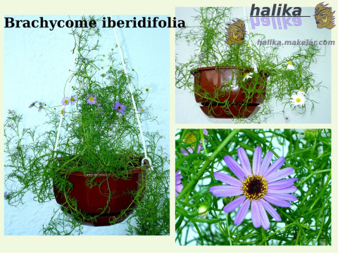 brachycome iberidifolia
